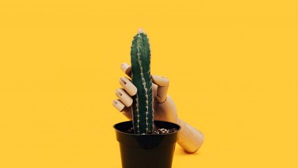 Grosor do pene usando o exemplo dun cactus