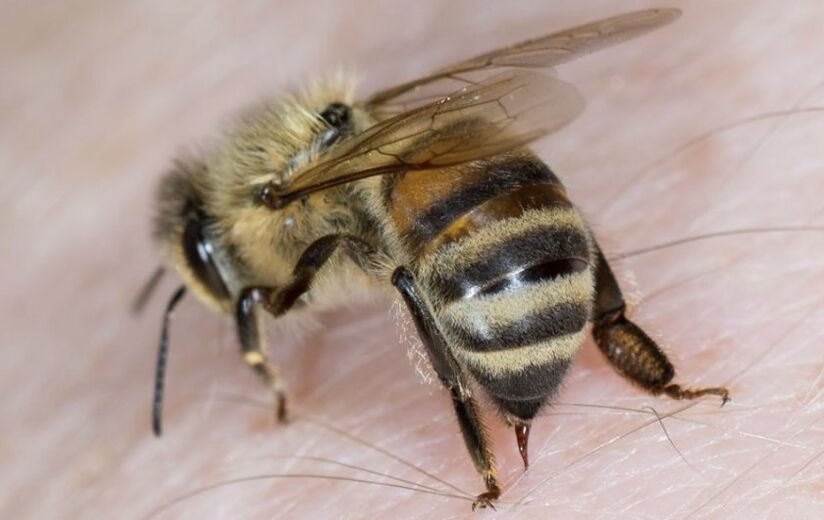 Picaduras de abella para aumentar o pene